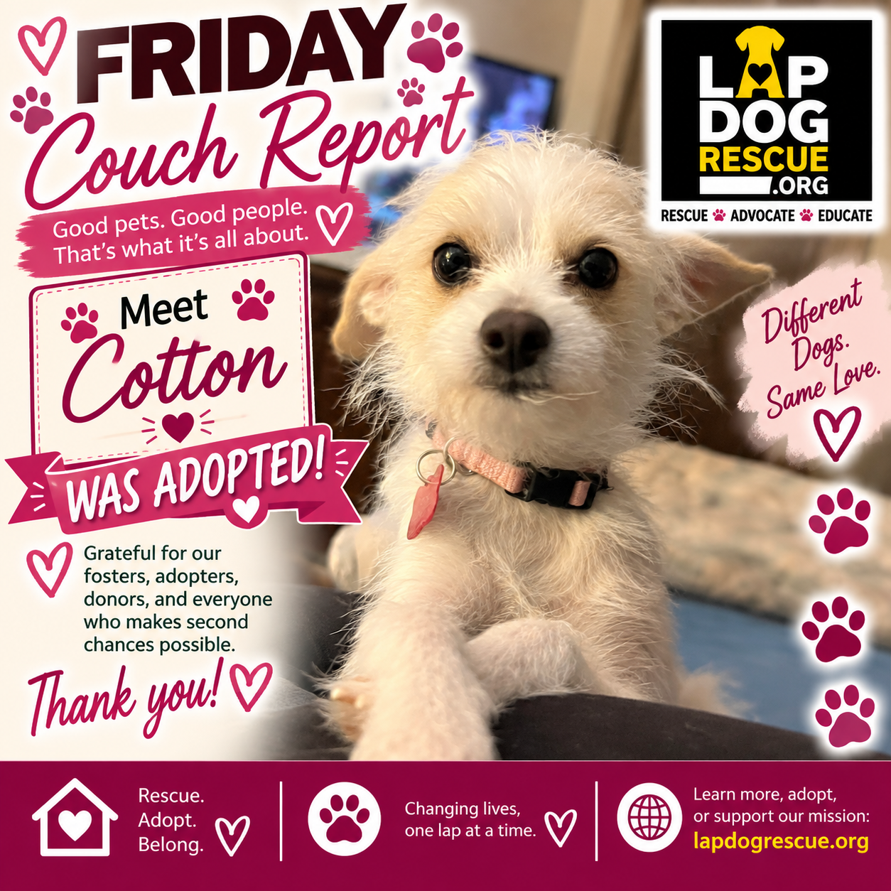 Cotton, adopted and home at last