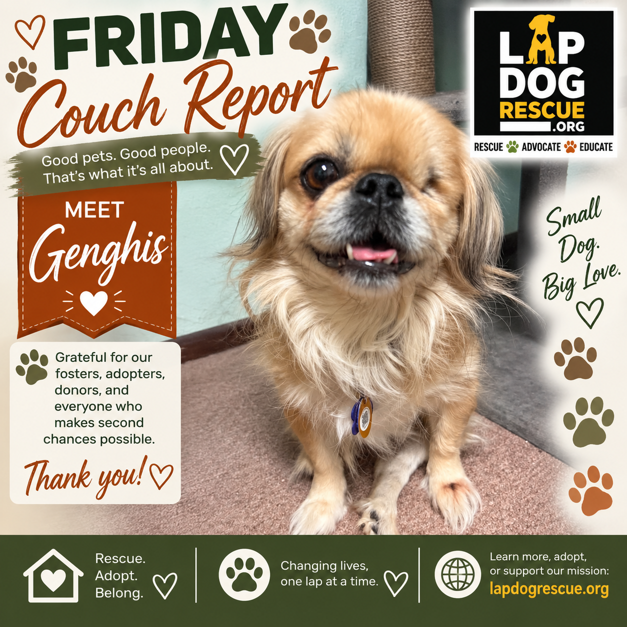Friday Couch Report celebrating Genghis's adoption