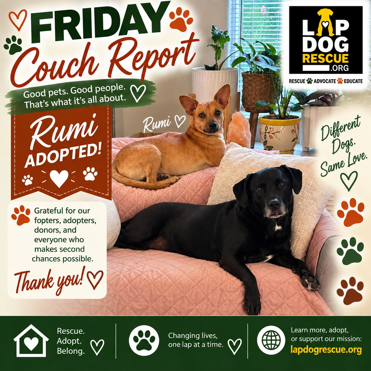 Friday Couch Report celebrating Rumi's adoption